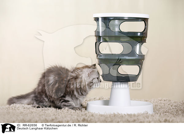 Deutsch Langhaar Ktzchen / German Longhair Kitten / RR-62656