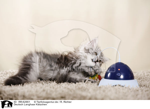 Deutsch Langhaar Ktzchen / German Longhair Kitten / RR-62661
