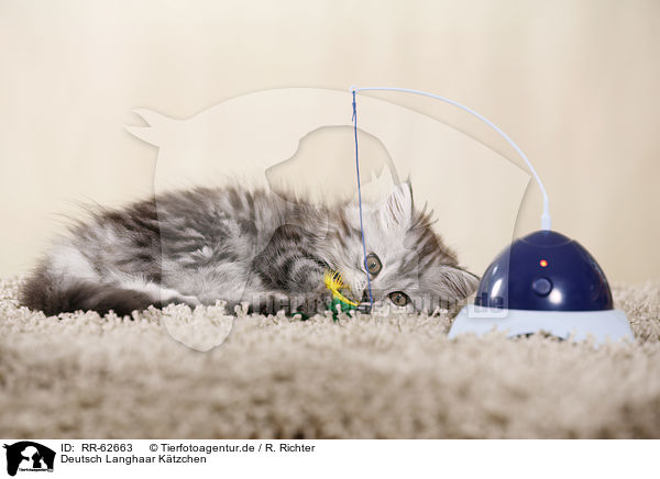Deutsch Langhaar K�tzchen / German Longhair Kitten / RR-62663