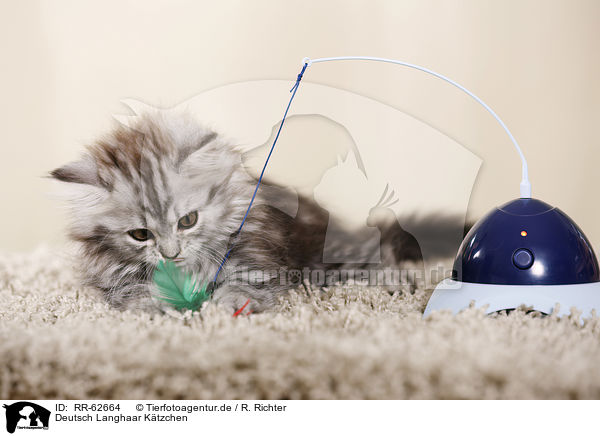 Deutsch Langhaar K�tzchen / German Longhair Kitten / RR-62664