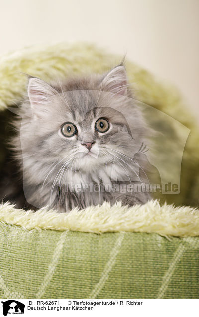 Deutsch Langhaar K�tzchen / German Longhair Kitten / RR-62671