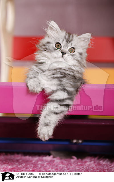Deutsch Langhaar K�tzchen / German Longhair Kitten / RR-62682