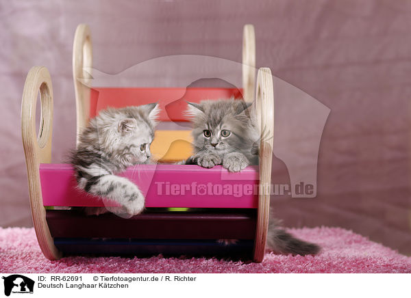 Deutsch Langhaar K�tzchen / German Longhair Kitten / RR-62691