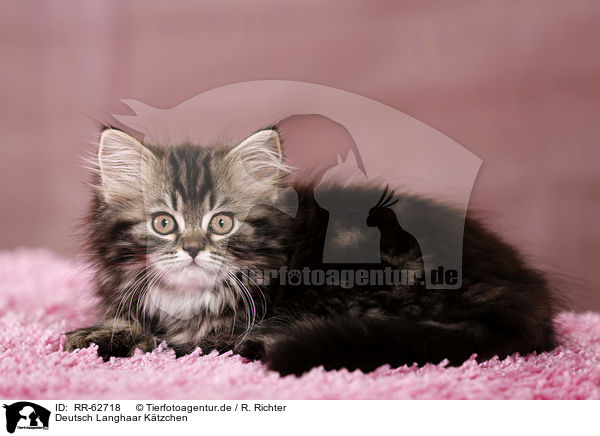 Deutsch Langhaar K�tzchen / German Longhair Kitten / RR-62718