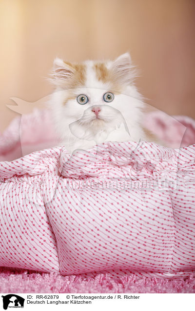 Deutsch Langhaar K�tzchen / German Longhair Kitten / RR-62879