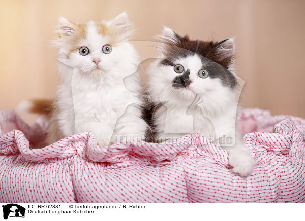 Deutsch Langhaar K�tzchen / German Longhair Kitten / RR-62881