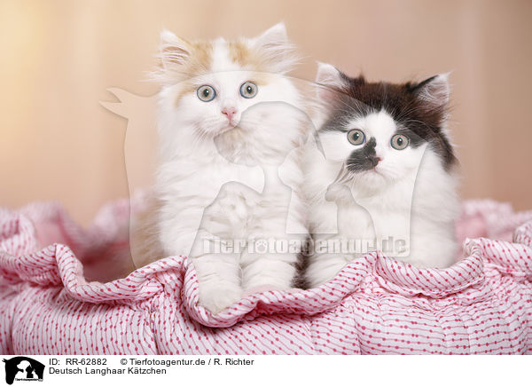 Deutsch Langhaar K�tzchen / German Longhair Kitten / RR-62882