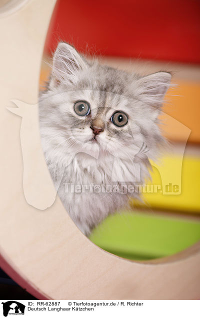 Deutsch Langhaar Ktzchen / German Longhair Kitten / RR-62887