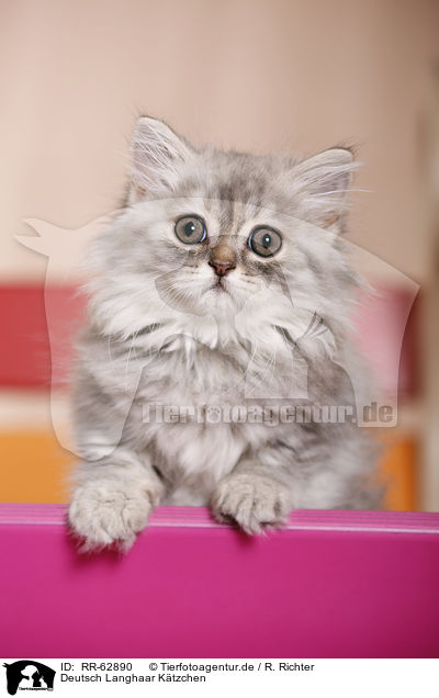 Deutsch Langhaar Ktzchen / German Longhair Kitten / RR-62890