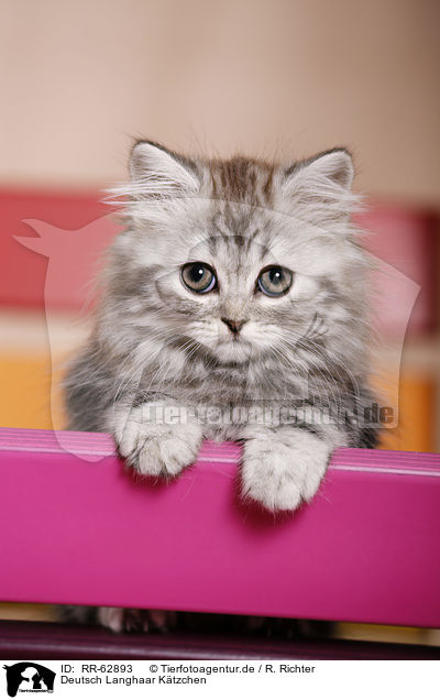 Deutsch Langhaar K�tzchen / German Longhair Kitten / RR-62893