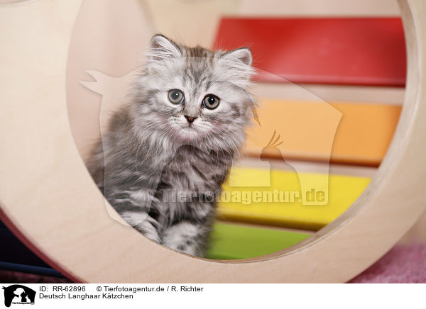 Deutsch Langhaar K�tzchen / German Longhair Kitten / RR-62896