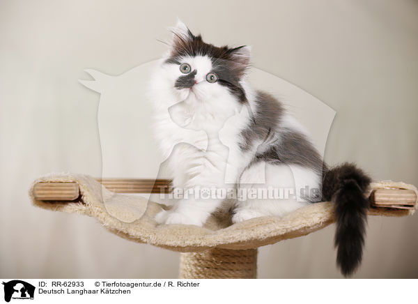 Deutsch Langhaar K�tzchen / German Longhair Kitten / RR-62933