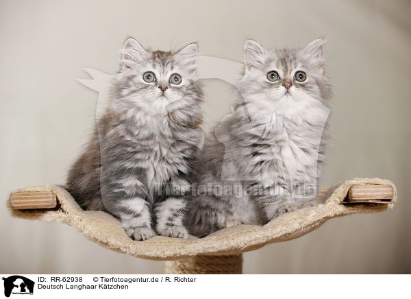 Deutsch Langhaar Ktzchen / German Longhair Kitten / RR-62938