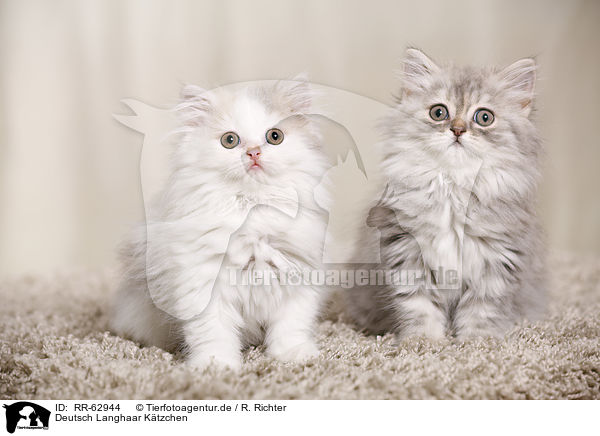 Deutsch Langhaar K�tzchen / German Longhair Kitten / RR-62944