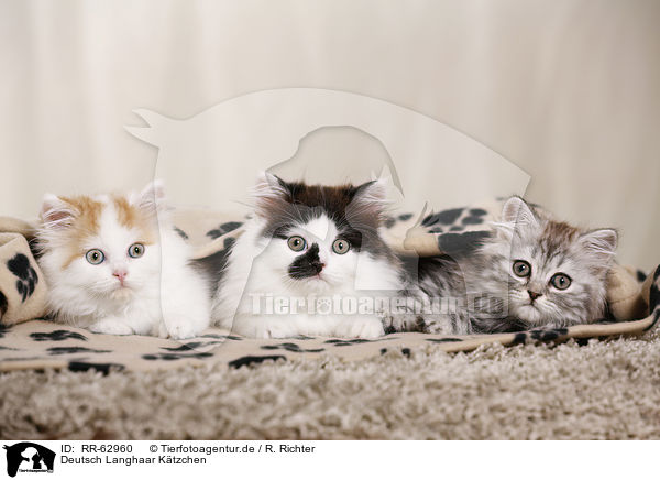 Deutsch Langhaar K�tzchen / German Longhair Kitten / RR-62960