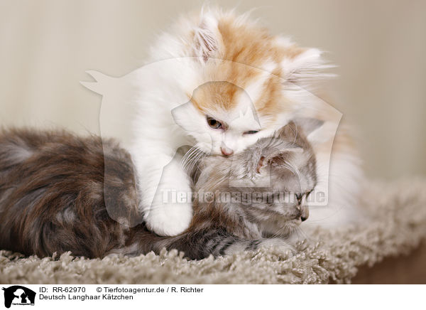Deutsch Langhaar K�tzchen / German Longhair Kitten / RR-62970