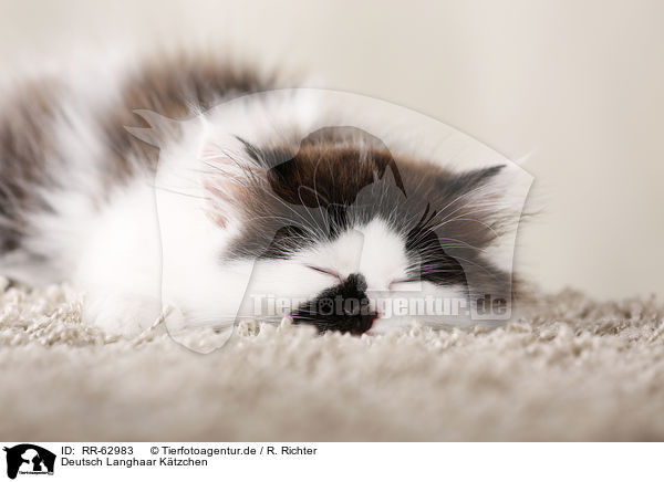 Deutsch Langhaar K�tzchen / German Longhair Kitten / RR-62983