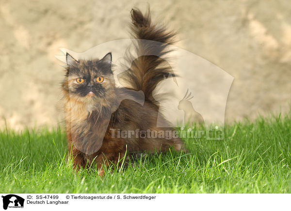 Deutsch Langhaar / German Longhair Cat / SS-47499
