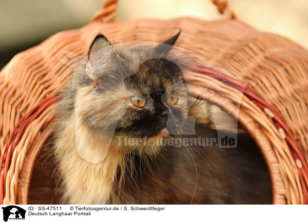 Deutsch Langhaar Portrait / German Longhair Cat Portrait / SS-47511