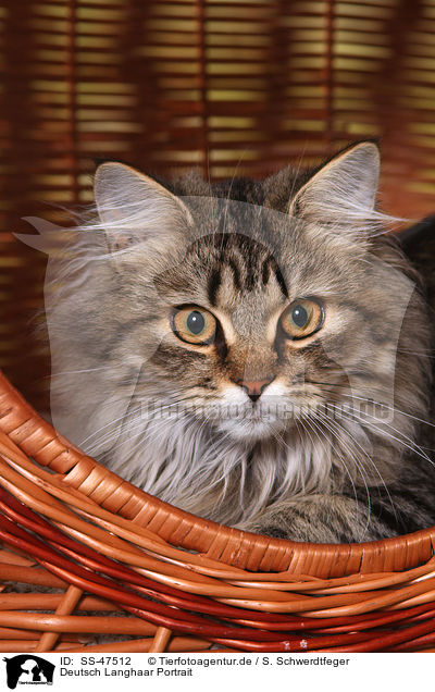 Deutsch Langhaar Portrait / German Longhair Cat Portrait / SS-47512