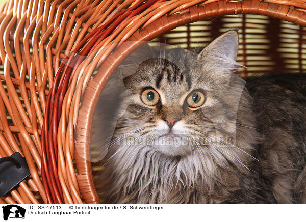 Deutsch Langhaar Portrait / German Longhair Cat Portrait / SS-47513