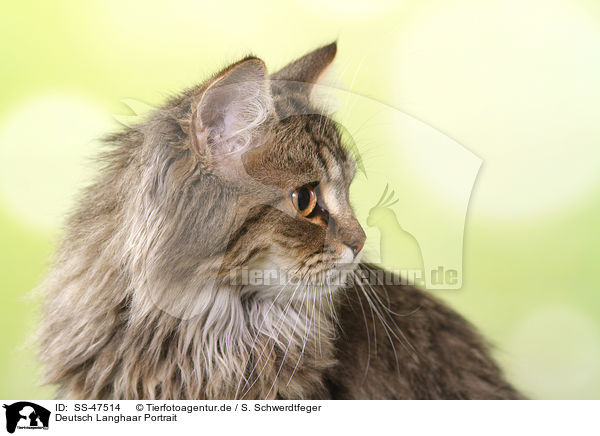 Deutsch Langhaar Portrait / German Longhair Cat Portrait / SS-47514