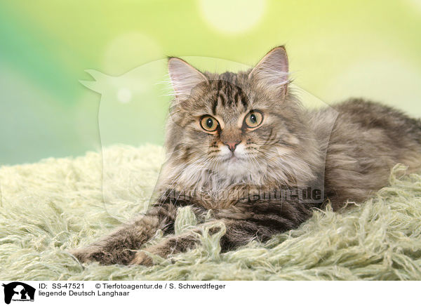 liegende Deutsch Langhaar / lying German Longhair Cat / SS-47521