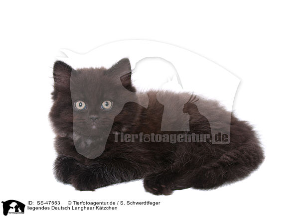 liegendes Deutsch Langhaar Ktzchen / SS-47553