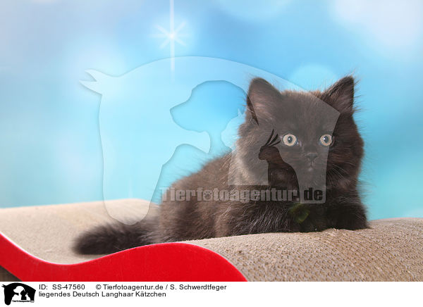 liegendes Deutsch Langhaar K�tzchen / lying German Longhair Kitten / SS-47560
