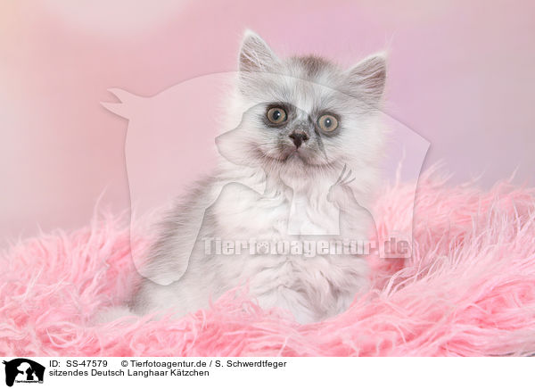 sitzendes Deutsch Langhaar K�tzchen / sitting German Longhair Kitten / SS-47579