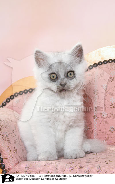 sitzendes Deutsch Langhaar K�tzchen / sitting German Longhair Kitten / SS-47586