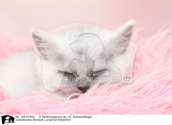 schlafendes Deutsch Langhaar K�tzchen / sleeping German Longhair Kitten / SS-47593