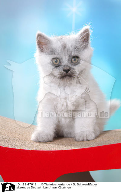 sitzendes Deutsch Langhaar K�tzchen / sitting German Longhair Kitten / SS-47612