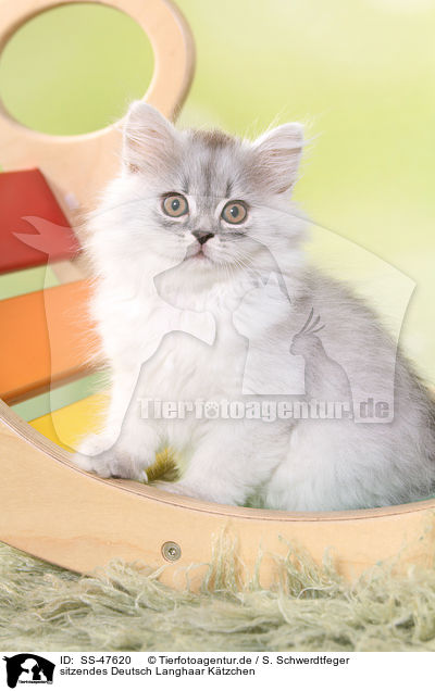 sitzendes Deutsch Langhaar Ktzchen / sitting German Longhair Kitten / SS-47620