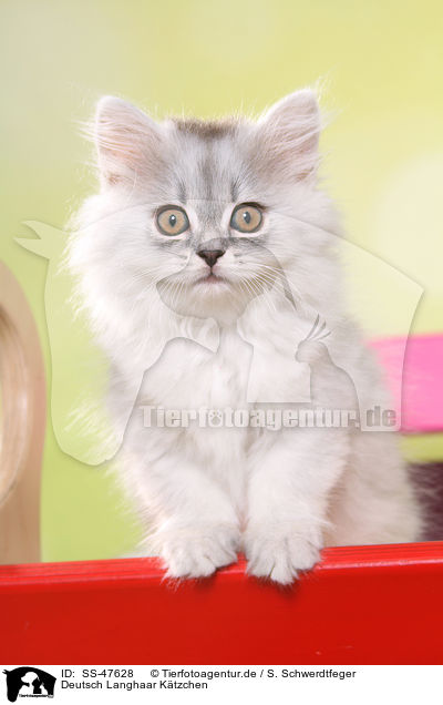 Deutsch Langhaar Ktzchen / German Longhair Kitten / SS-47628
