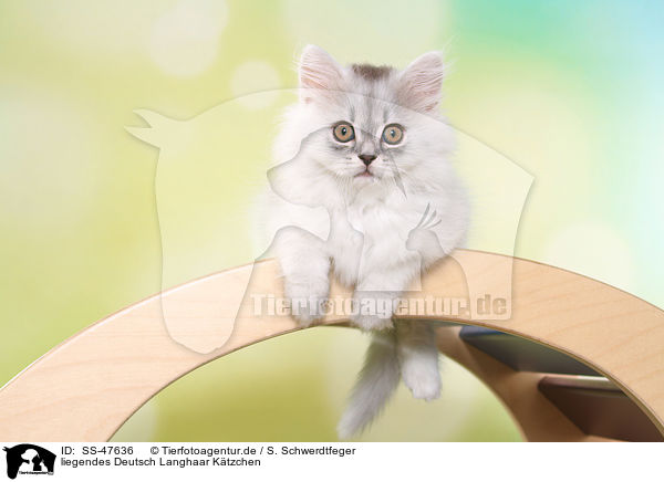 liegendes Deutsch Langhaar Ktzchen / lying German Longhair Kitten / SS-47636