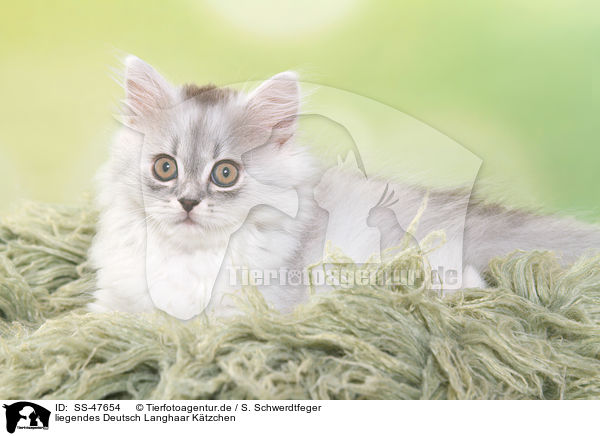 liegendes Deutsch Langhaar Ktzchen / lying German Longhair Kitten / SS-47654