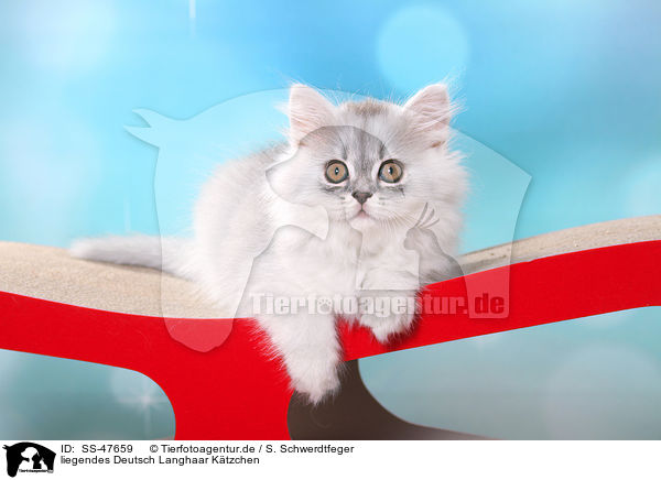 liegendes Deutsch Langhaar Ktzchen / lying German Longhair Kitten / SS-47659