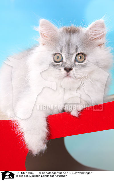 liegendes Deutsch Langhaar Ktzchen / lying German Longhair Kitten / SS-47662