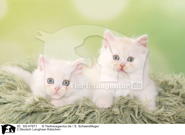 2 Deutsch Langhaar Ktzchen / 2 German Longhair Kitten / SS-47671
