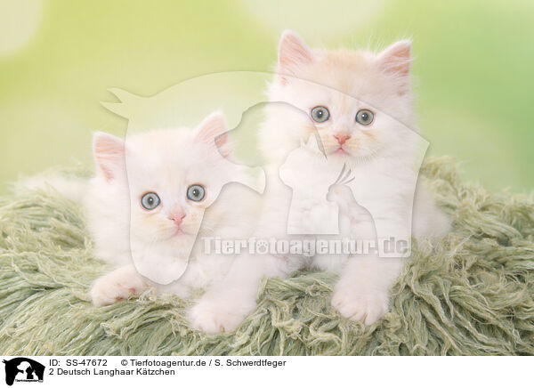 2 Deutsch Langhaar Ktzchen / 2 German Longhair Kitten / SS-47672