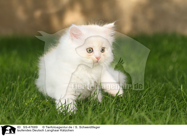 laufendes Deutsch Langhaar K�tzchen / walking German Longhair Kitten / SS-47689