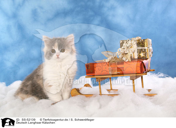 Deutsch Langhaar Ktzchen / German Longhair Cat / SS-52139