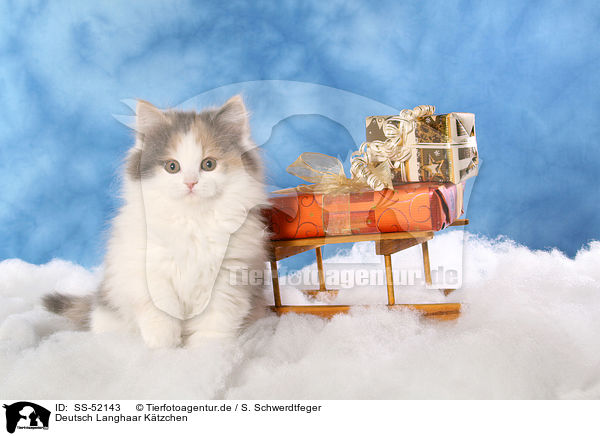 Deutsch Langhaar Ktzchen / German Longhair Cat / SS-52143