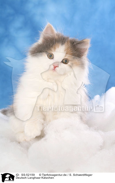 Deutsch Langhaar K�tzchen / German Longhair Cat / SS-52159