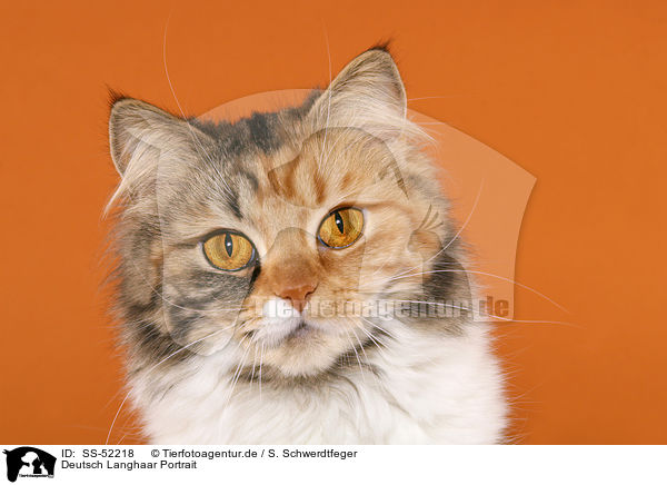 Deutsch Langhaar Portrait / German Longhair Cat / SS-52218