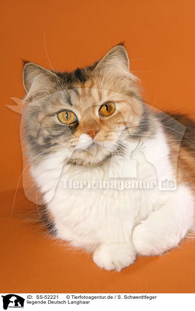liegende Deutsch Langhaar / German Longhair Cat / SS-52221