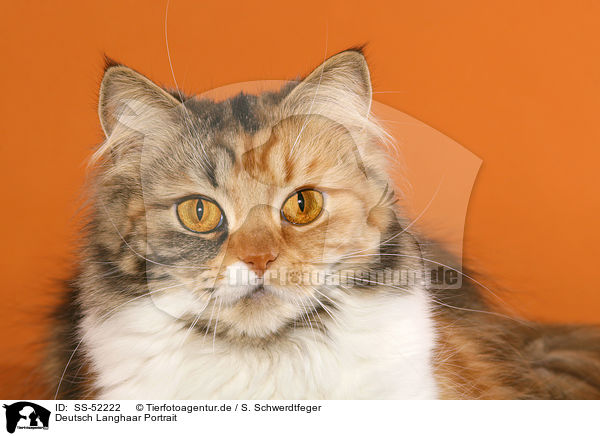 Deutsch Langhaar Portrait / German Longhair Cat / SS-52222