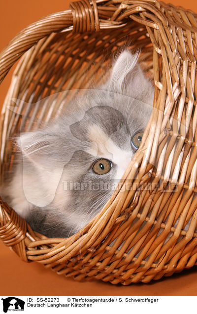 Deutsch Langhaar Ktzchen / German Longhair Cat / SS-52273