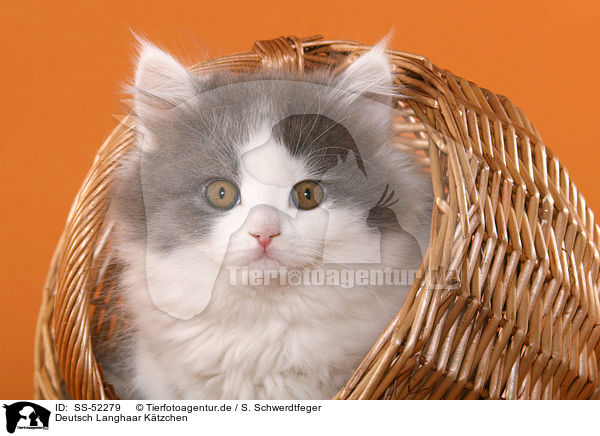 Deutsch Langhaar Ktzchen / German Longhair Cat / SS-52279